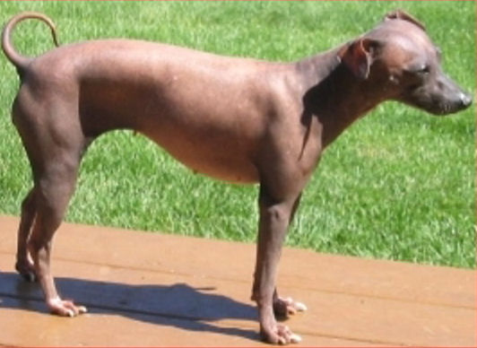 American Hairless Terrier SDK's Pinkee in the sun