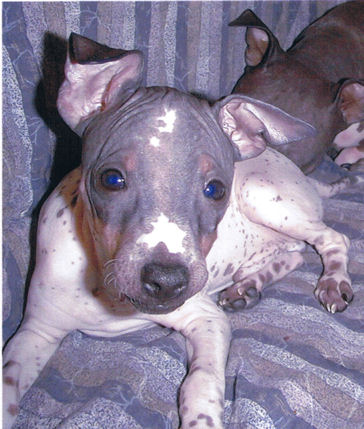 American Hairless Terrier puppy, Scooby