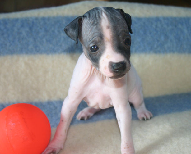 American Hairless Terrier puppy playing with a ball