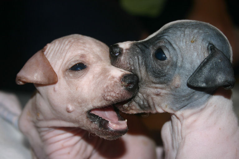 American Hairless Terrier Puppies 4 weeks old playing